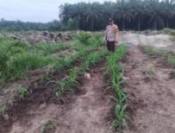 Kebun Jagung TKD Kampung Baru Tumbuh Optimal di Musim Kemarau, Dukung Ketahanan Pangan Nasional
