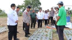 Kapoldasu Tinjau Pengembangan Bawang Putih di Samosir, Dorong Swasembada Pangan Nasional