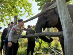 Kapolda Riau Beri Nama “Nona Seroja”, Kelahiran Anak Gajah di Tesso Nilo Bawa Harapan Baru Konservasi