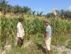 Bhabinkamtibmas Ukui Dampingi Warga Kembangkan Jagung Pekarangan