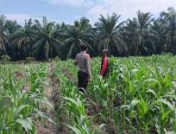 Polri Kawal Ketahanan Pangan, Bhabinkamtibmas Pantau Lahan Jagung 3 Hektare di Ukui