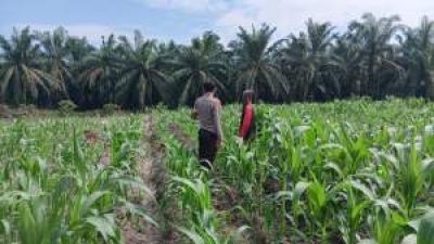 Polri Kawal Ketahanan Pangan, Bhabinkamtibmas Pantau Lahan Jagung 3 Hektare di Ukui
