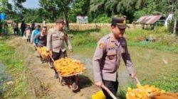 Panen Raya Jagung di Ukui Perkuat Swasembada Pangan