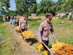Panen Raya Jagung di Ukui Perkuat Swasembada Pangan