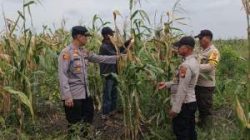 Polsek Kuala Kampar Kawal Jagung Petani Demi Ketahanan Pangan