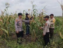 Polsek Kuala Kampar Kawal Jagung Petani Demi Ketahanan Pangan