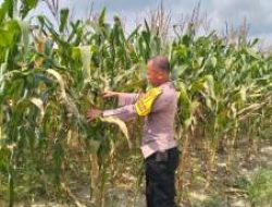 Bhabinkamtibmas Pantau Jagung Asta Cita