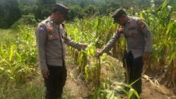 Gagal Panen Dihantam Hama dan Kemarau, Polsek Bunut Dampingi Petani