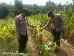 Gagal Panen Dihantam Hama dan Kemarau, Polsek Bunut Dampingi Petani