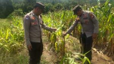 Gagal Panen Dihantam Hama dan Kemarau, Polsek Bunut Dampingi Petani